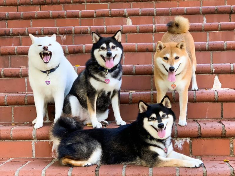 cún shiba inu